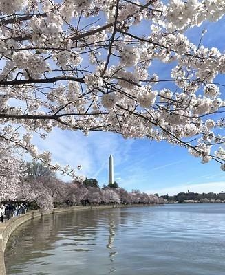 2024年、米首都ワシントン中心部に咲く桜