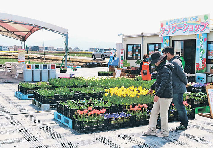 にゅうぜんフラワーロードの会場。奥のほ場では開花を待つチューリップが並んでいる