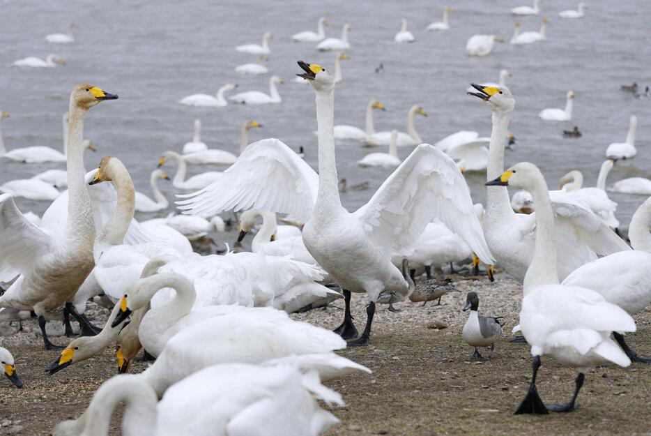 繁殖地シベリアに渡る前に、北海道稚内市の大沼に集まったハクチョウの群れ＝28日午前