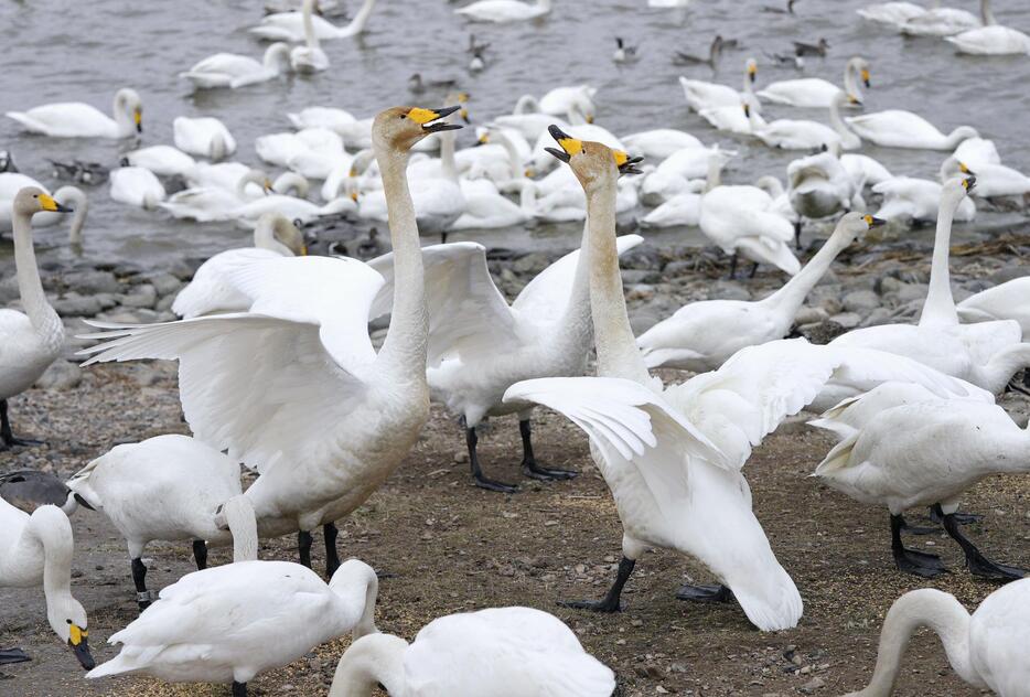 繁殖地シベリアに渡る前に、北海道稚内市の大沼に集まったハクチョウの群れ＝28日午前