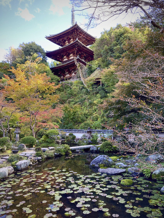 大規模改修が始まる当麻寺中之坊の庭園「香藕園」＝奈良県葛城市（アド近鉄提供）