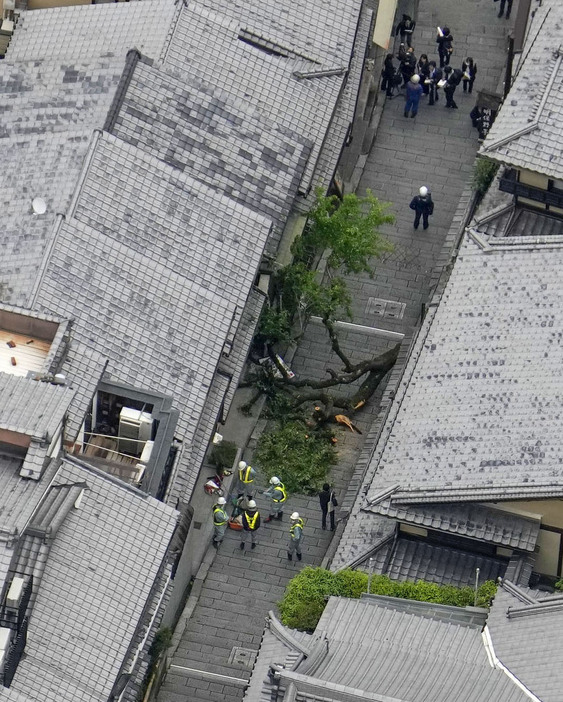 桜の木が倒れた産寧坂の現場＝23日午後1時40分、京都市東山区（共同通信社ヘリから）