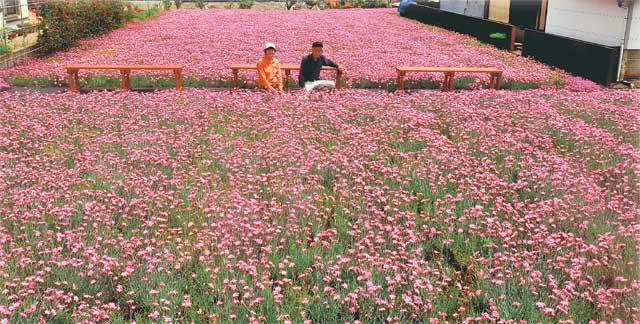 黒木さん夫婦が丹精して育てたピンクの花「ライオンロック」５万本で埋め尽くされている畑