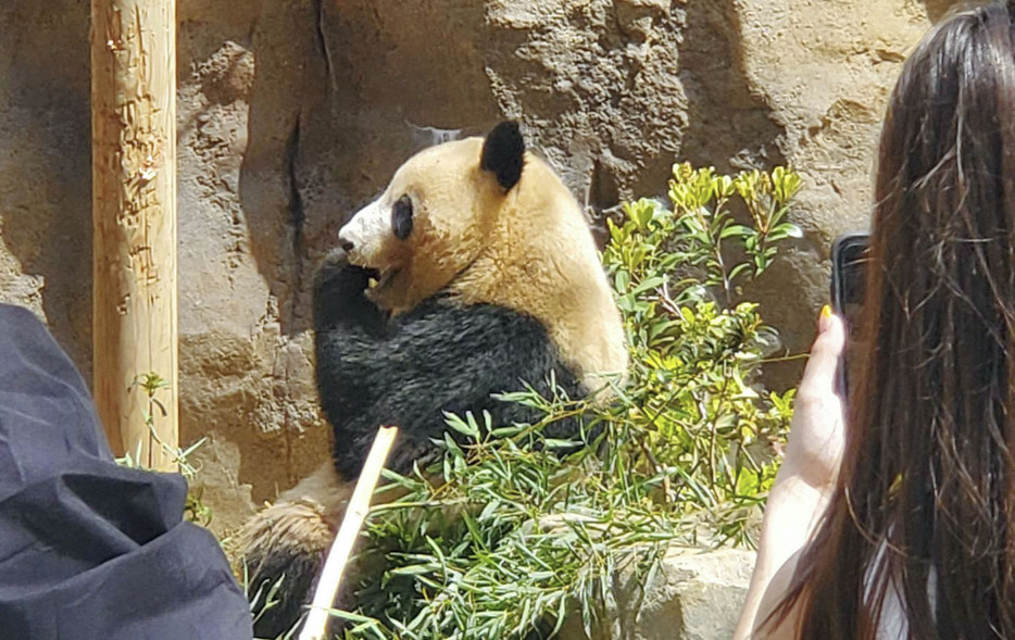 公開されたジャイアントパンダのレイレイ＝16日午前、東京都台東区の上野動物園