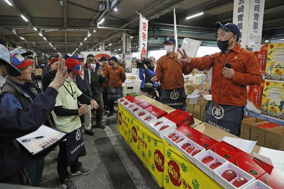 宮崎市中央卸売市場で行われた完熟マンゴー「太陽のタマゴ」の初競り＝11日午前