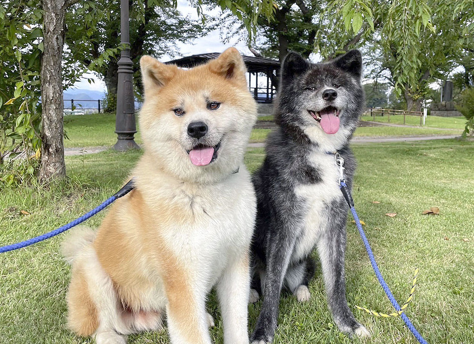 「デジタル血統書」が発行される秋田犬（秋田犬保存会提供）