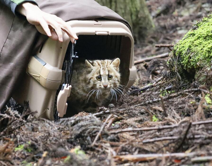 野生復帰訓練を終え、ケージから出るツシマヤマネコの「ひかり」＝22日午後、長崎県対馬市