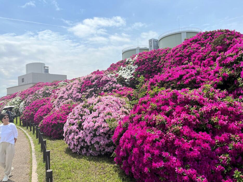 ［写真］色鮮やかに咲き誇るツツジ＝22日正午ごろ、大阪府堺市堺区で