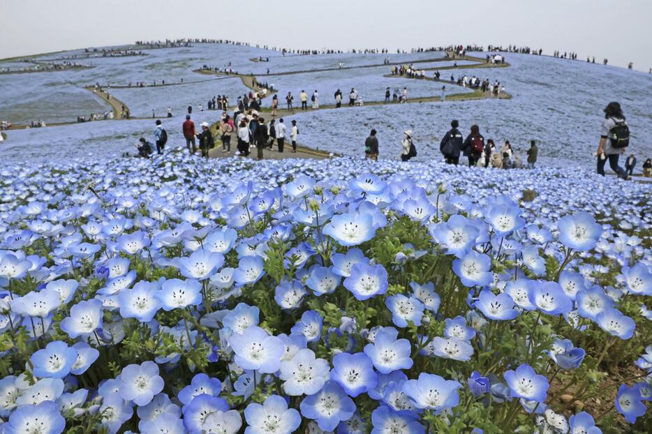 国営ひたち海浜公園で見頃を迎え、丘一面を青く染めるネモフィラ＝18日午前、茨城県ひたちなか市