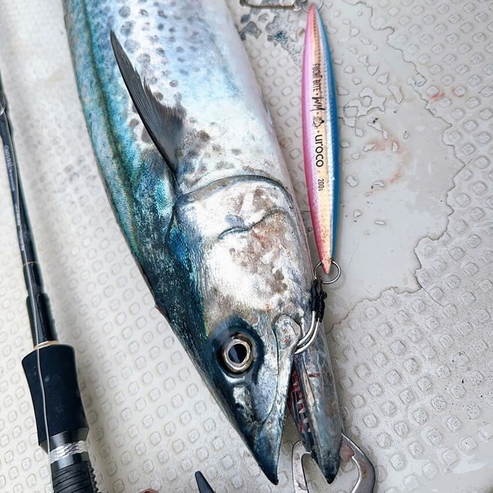 夏の大阪湾サワラ。湾内のサワラはイワシなどの小魚をたっぷり食べて脂がのっています。