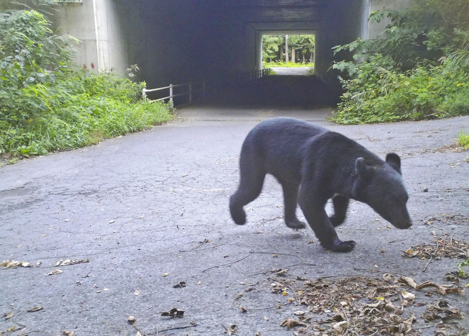 秋田県鹿角市内で自動撮影カメラに写ったクマ＝2023年8月（同県自然保護課提供）