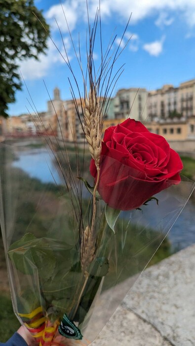 赤いバラ。背景はジローナの風景