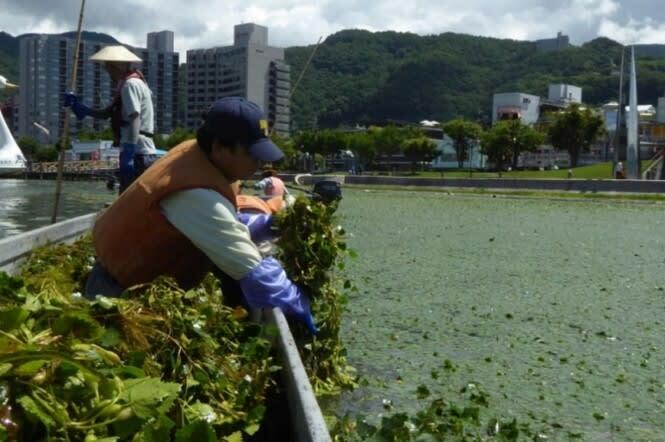 大量に繁茂したヒシの除去（長野県提供）