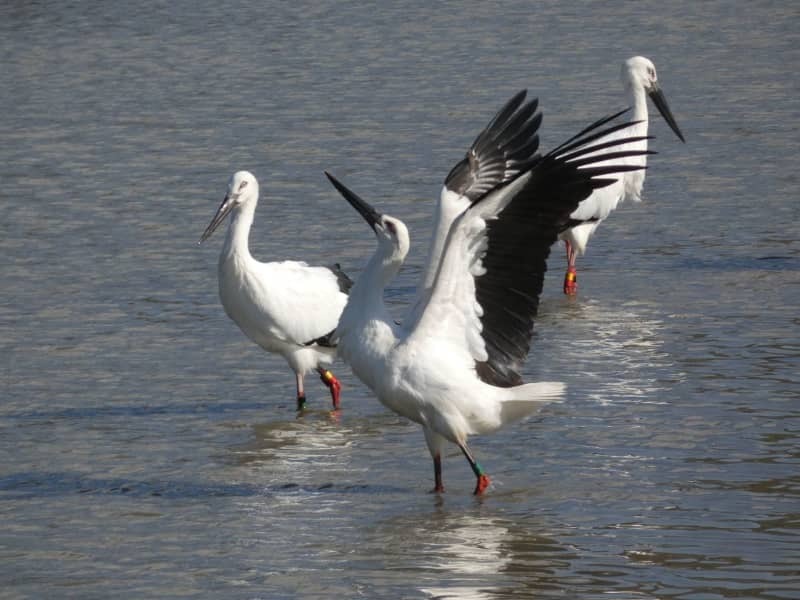 兵庫県加古川市に飛来したコウノトリ＝撮影日不明（兵庫県提供）