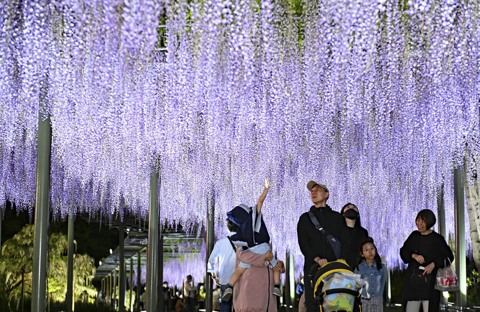 ライトアップされたフジの花を楽しむ来場者＝浜松市中央区のはままつフラワーパーク