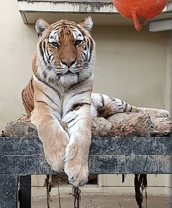 国内最高齢で死んだアムールトラの「アオイ」（京都市動物園提供）