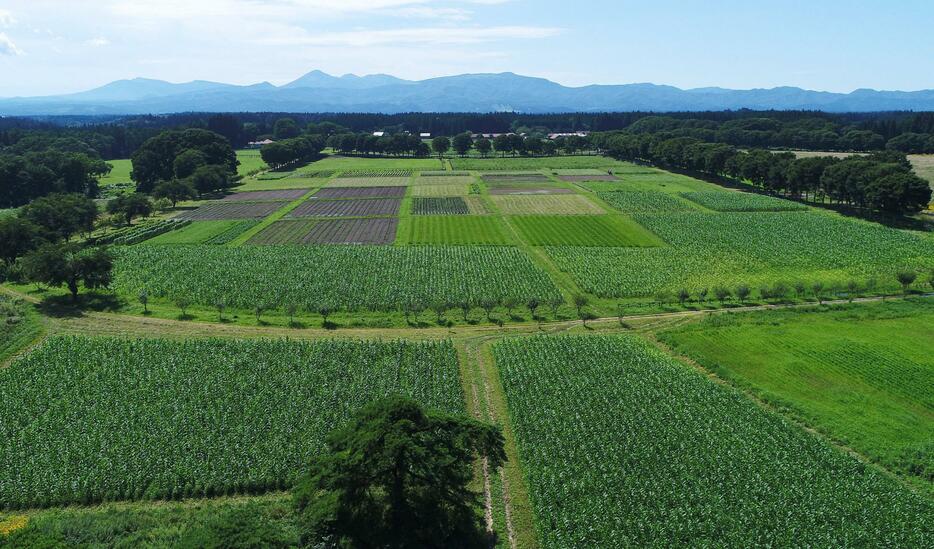 東北牧場の畑。約4割をデントコーンが占める＝2022年8月撮影、青森県東北町（東北牧場提供）