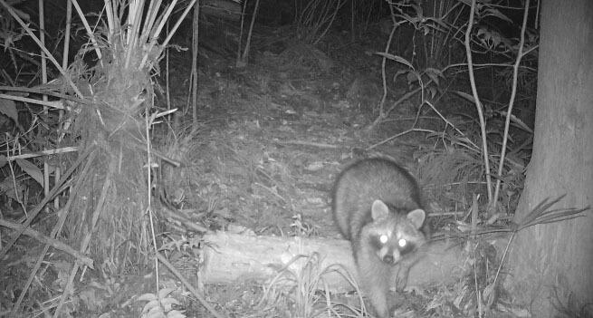 夜間にセンサーカメラに写り込んだアライグマ＝2016年、東京都日の出町（東京都環境局提供）