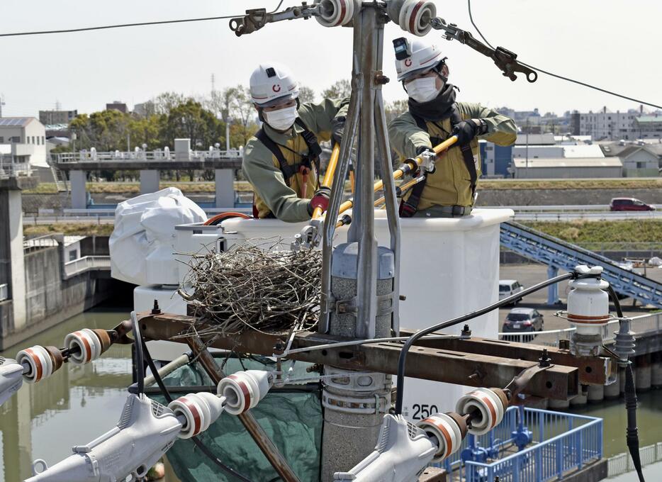 高所作業車に乗り、電柱に作られた鳥の巣を撤去する中部電力パワーグリッドの作業員＝2日午前、愛知県清須市