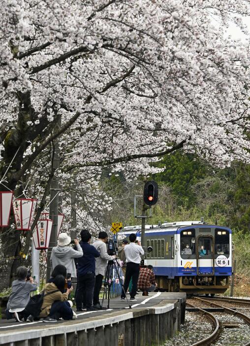 ホーム沿いに植えられた約100本の桜が見頃を迎えている「のと鉄道」の能登鹿島駅＝11日午後、石川県穴水町