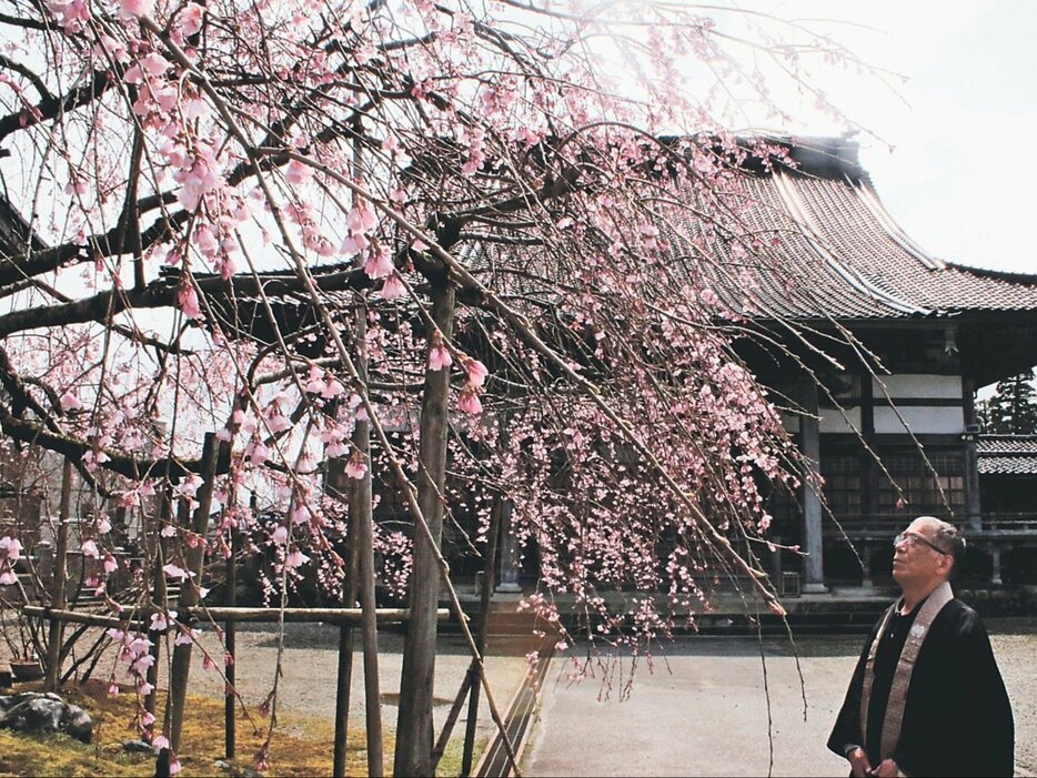 五分咲きを迎えた無量寺の糸桜