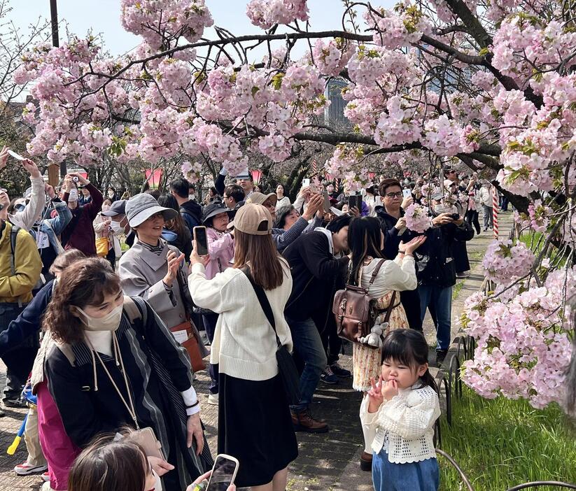 ［写真］大阪の春の風物詩「桜の通り抜け」が始まった＝5日午前10時すぎ、大阪市北区で（撮影：具志堅浩二）