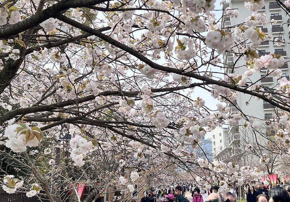 ［写真］141品種、計340本の桜が楽しめる大阪・造幣局の「桜の通り抜け」