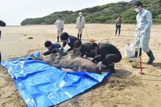 打ち上がったハナゴンドウの死骸を処理する、宮崎大農学部獣医学科の学生ら＝１６日午前、串間市市木