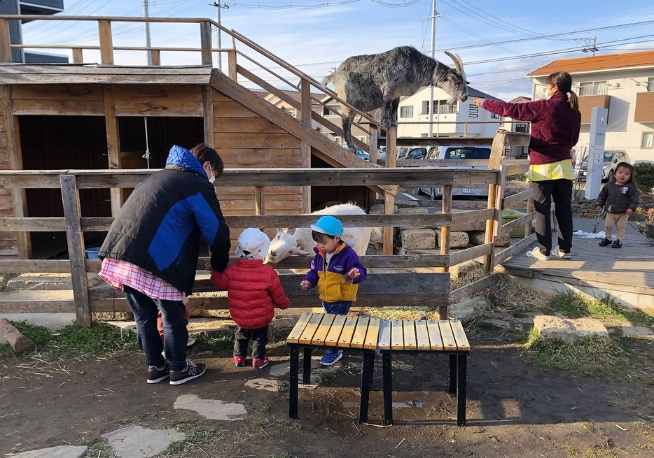 園児も餌やりを楽しむ。餌を切る作業はアンダンチの職員が担当。敷地内の就労支援事業所に通う障害者も手伝った