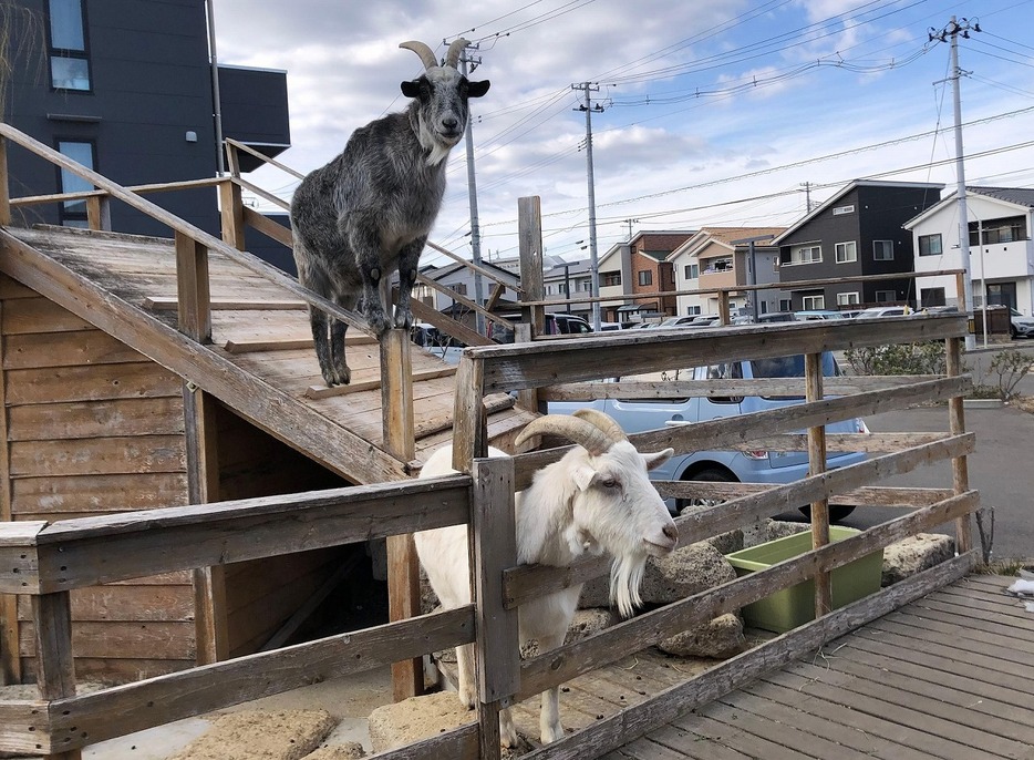 アンダンチで飼うヤギの兄弟「だいふく」と「ごまぞう」