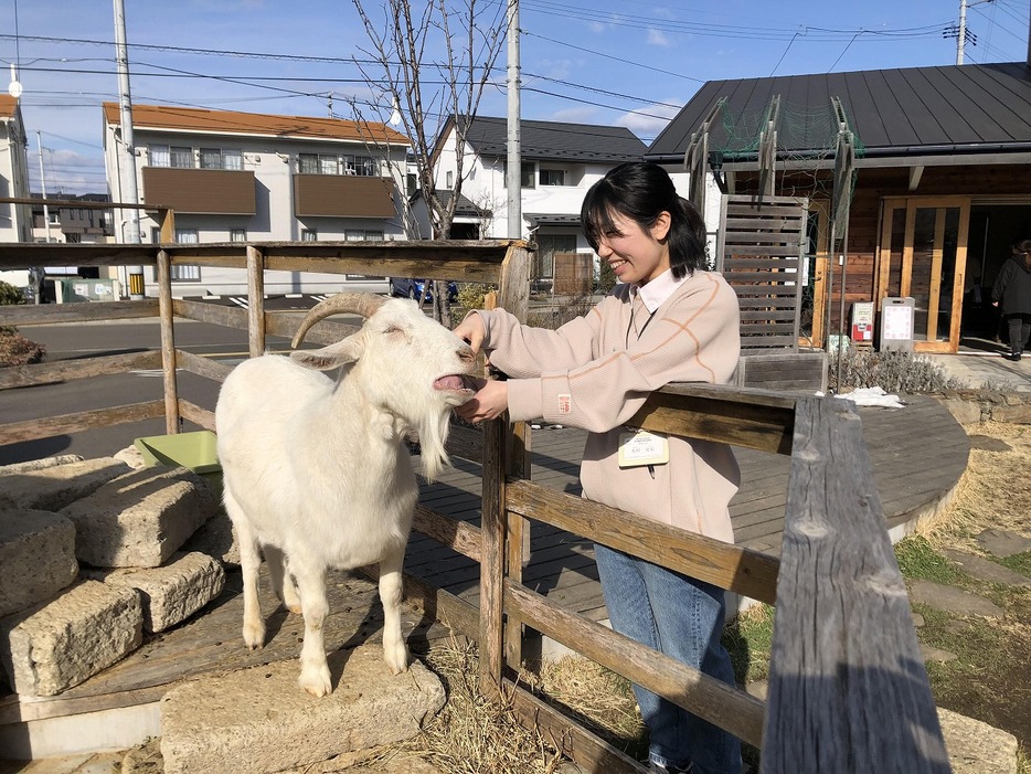 東北工業大学の「ヤギ部長」を務めていた生活支援員の大村文彩さん