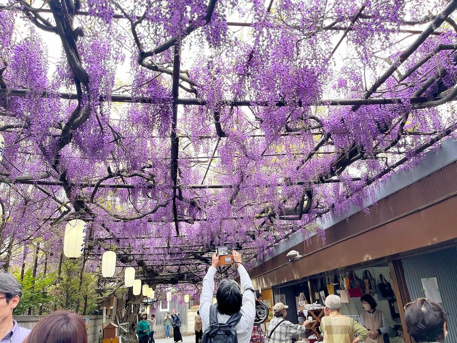 ［写真］大阪・泉南市の熊野街道沿いの住宅で咲き誇る約4万房のノダフジ。20日も多くの人たちが訪れ写真撮影などを楽しんでいた＝20日午後、大阪府泉南市で