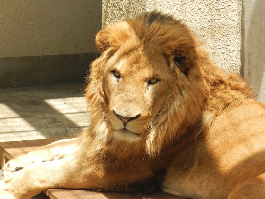 沖縄で動物園のスターをめざすアルーシャ(提供：多摩動物公園)