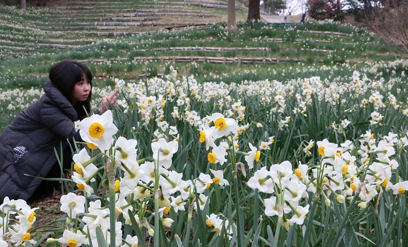 [写真]見ごろを迎えた蜻蛉池公園のスイセン。6万本も植えられているという=20日、大阪府岸和田市で