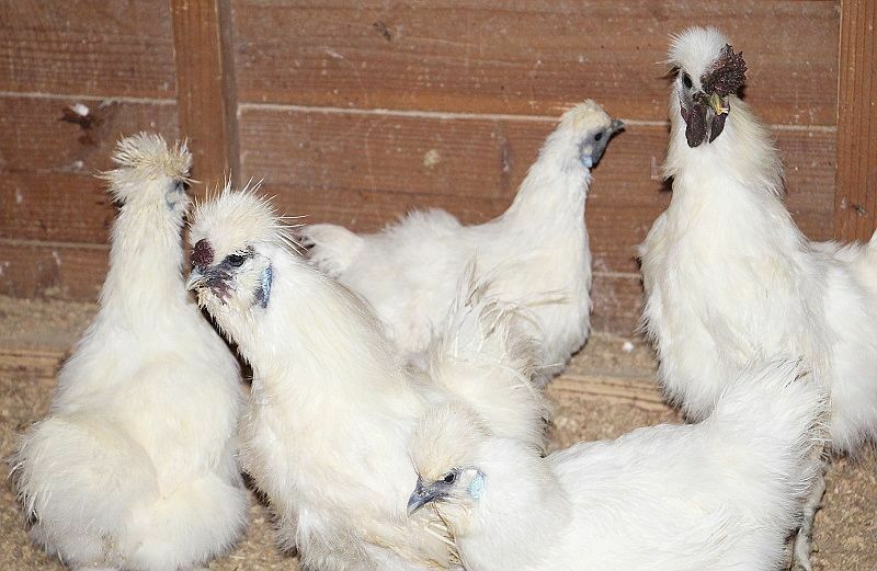 [写真]烏骨鶏の羽毛はふさふさ。肉は黒い。夜明けにコケコッコーと最初に鳴くのは力の最も強いオス？