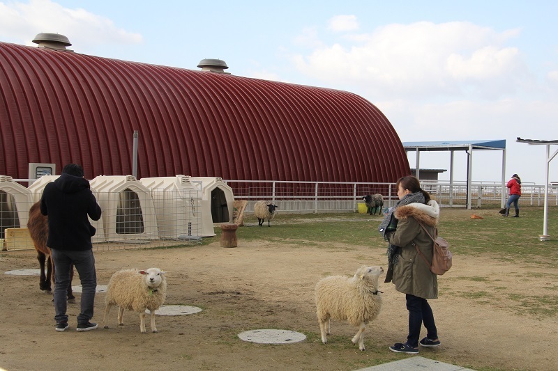 [写真]動物と触れ合うことのできる「ワールド牧場」＝大阪府南河内郡