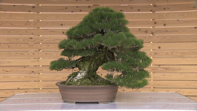 香川県産の松盆栽をフランス・モナコでPR 現地の販売業者や富裕