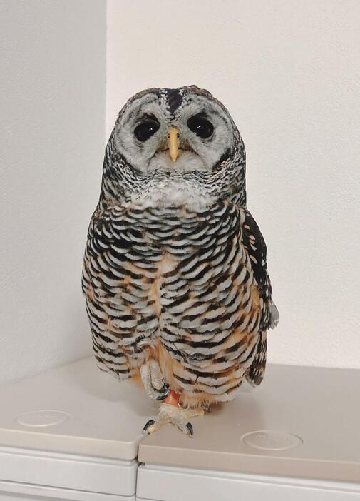 レジン 白フクロウさん あんよを見せてくれるフクロウさん モデルさながらのポージング