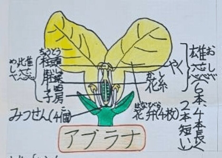 東大生（当時小4）が自由研究で描いた絵 その出来栄えに「小4レベル
