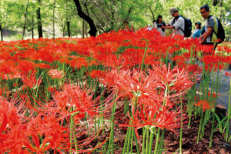 久留米つばき 紅あかり開花 発色の良いオレンジ色っぽい赤色 宅急便.匿名発送 生花】明日香園のケイトウ セレクトレッド(赤) - 花材通販はなど