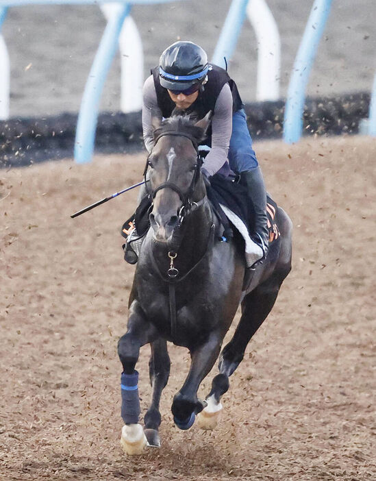 菊花賞  ジャージ 青葉賞勝ち馬エネルジコは菊花賞を本戦に調整、前走新潟記念で2