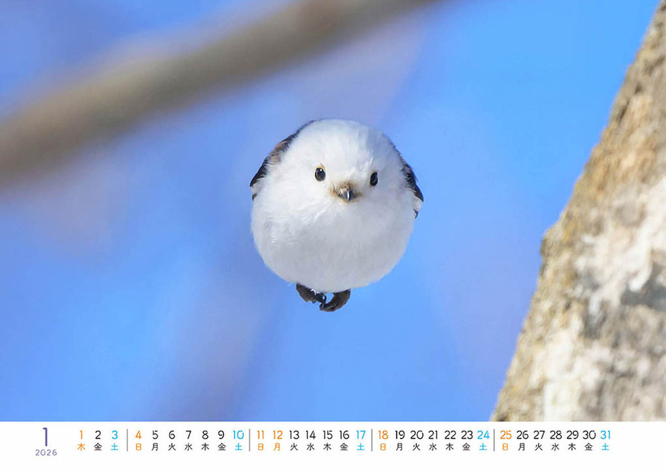 じゃれねこ『2月☆56 雪景色×シマエナガ』発光☆ じゃれねこ『2月☆56 雪景色×シマエナガ』発光☆