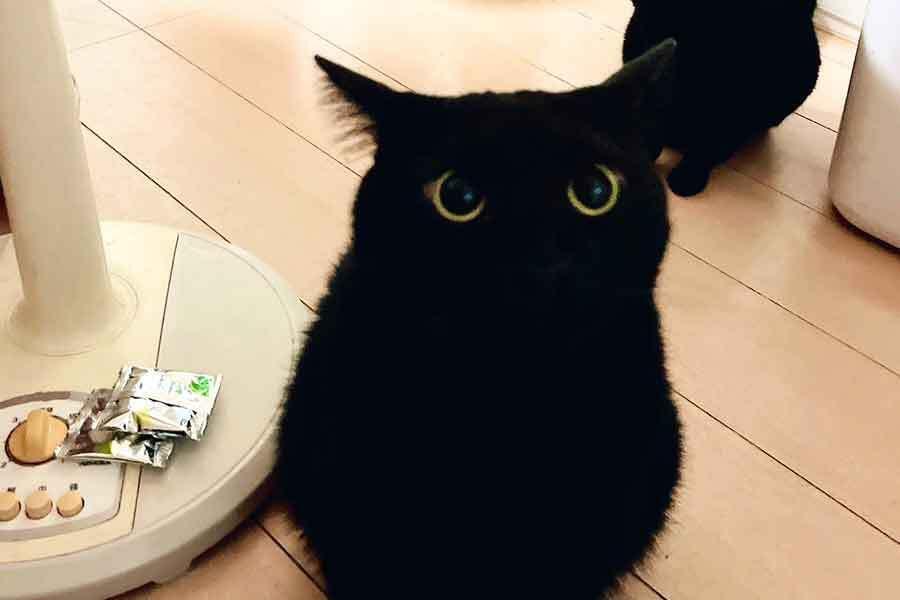 残像残りすぎ」 黒ねこがごはん待ち 多頭飼いならではの光景に