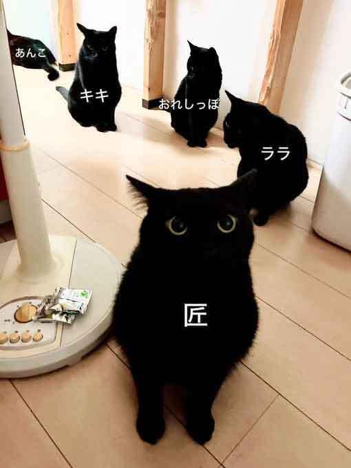 黒猫様 御専用 黒猫@タカシ on X: 