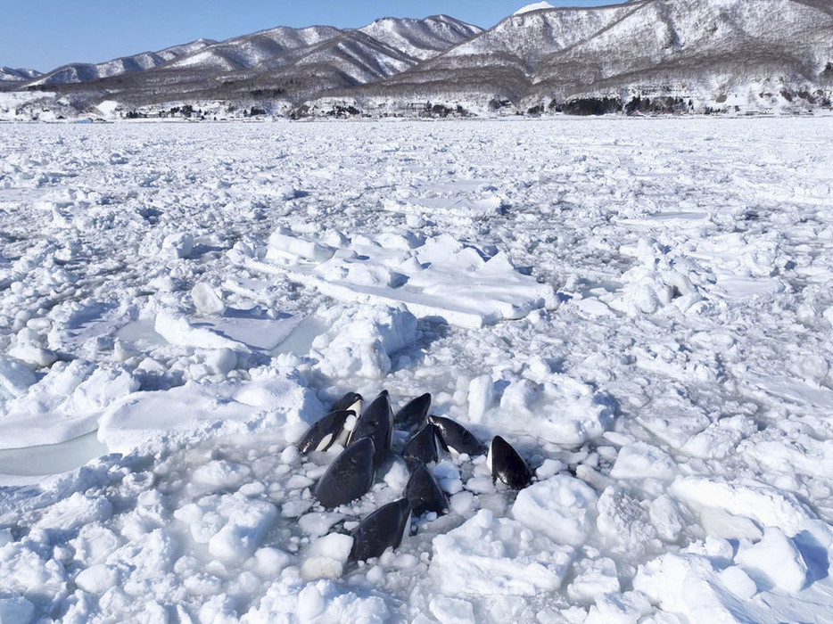 流氷の隙間に閉じ込められたシャチ＝6日午前、北海道羅臼町海岸町の沖合（☆（○の中に小文字のC）合同会社ワイルドライフプロ）