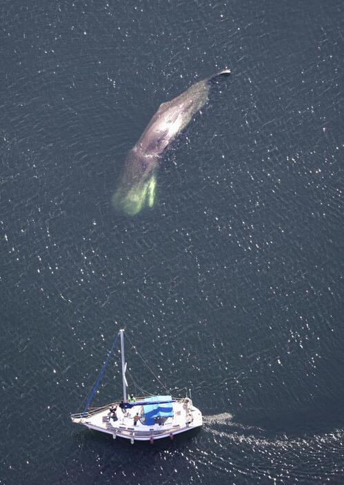 堺市の大阪湾内で漂流するクジラ＝18日（共同通信社ヘリから）