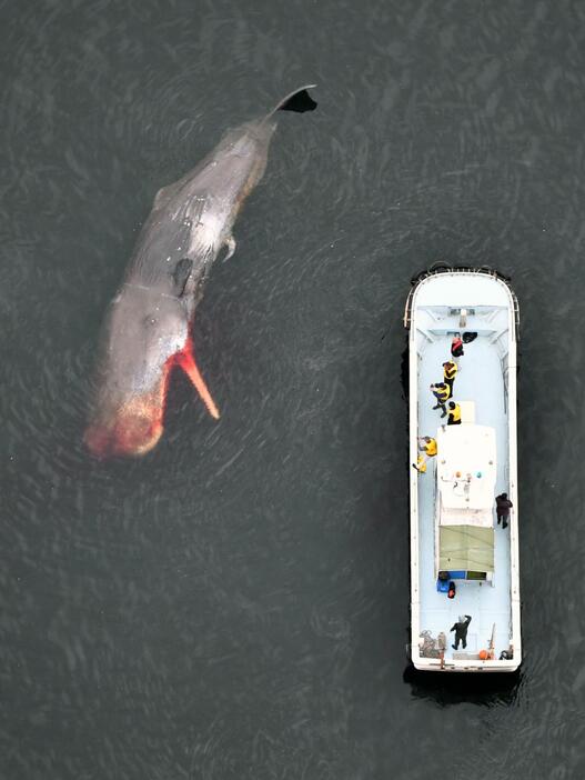 堺市の大阪湾内で死んでいることが確認されたクジラ＝19日午前11時2分（共同通信社ヘリから）