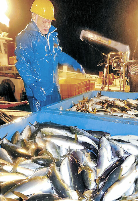 今年初の漁で捕れた魚を確認する上野さん＝１月２２日午前２時、珠洲市の蛸島漁港