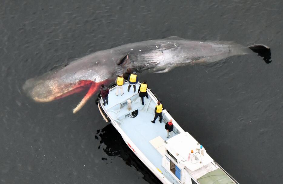 堺市の大阪湾内で漂流するクジラ。現地調査で死んでいるのが確認された＝19日