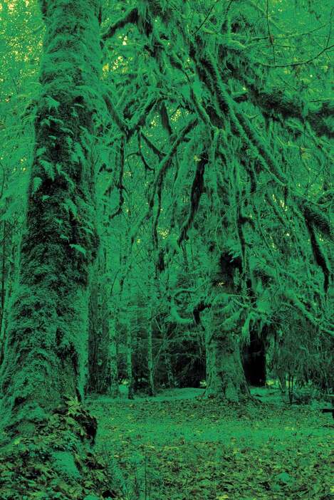 全米でも唯一といわれる温帯雨林の森。いろいろな針葉樹と、それと共存するコケ類が特異な風景を作り出す。木の影から妖精が現れそうだ